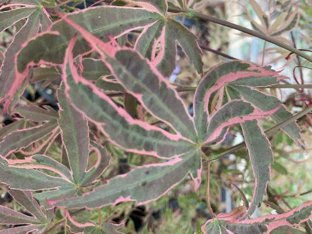 ザクザクアランビスチェ　MIMAE Amazon.com : Beni Schichihenge Variegated Japanese Maple 3